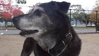 保健所から迎えた犬　元気にな~れ♪爆走爺様わんこの元気玉をど~ぞ♪