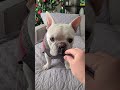 Interview With Bruno The French Bulldog See What He Has To Say 🤣😂