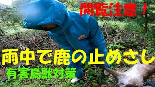 閲覧注意！有害鳥獣対策　雨中での鹿の止めさし