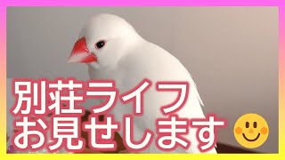 【文鳥2才11か月⑥】文鳥さんの別荘ライフをペットカメラで見て見てみたら…3代目文鳥ピーちゃん 癒し系動物 Java sparrow