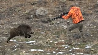 Wild boar attacking the hunter / Avcıya saldıran yaban domuzu