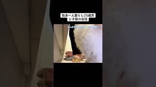 姫用ソファー購入👸🛋️#マンチカン #子猫