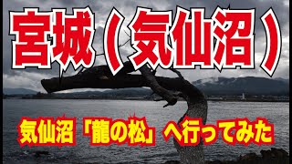 【宮城🇯🇵旅行】2018気仙沼紀行、復興のシンボル「龍の松」を見てきました。まさに龍のように見えます。