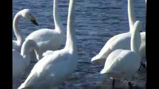 白鳥の飛来地①（埼玉県川島町・越辺川 ）2012年1月30日