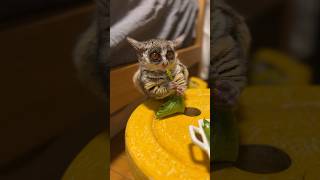 It's so delicious sound😌🐒🐒🌱 #adorable #bushbaby #galago #galago_plum #プラムの成長日記 #ぱんじろう #monkey