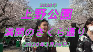 2020年　上野公園の桜　今が満開です　さくら通りを歩く