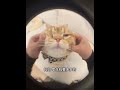 钱包空空的👛 猫咪 可爱 萌宠 cat catlover catlife catlovers 喵星人 貓 cats catvideos