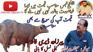 Top nili breed// mian sajjad perzida// Khair pur beautiful buffalo in Pakistan on YouTube 30/09/2023