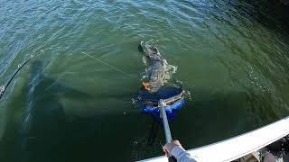 115cm Murray cod in Lake Eildon.