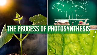 The Process of Photosynthesis | Techy Turf Series