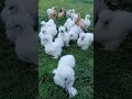 Beautiful silkie chickens #Shorts