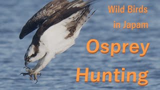 Osprey Hunting ミサゴの狩り 美しい日本の野鳥 1月