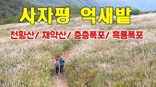 영남알프스 케이블카 타고 가보자!! 밀양 사자평 125만평 은빛억새 만개~ 천황산 재약산 사자평 층층폭포 흑룡폭포 드론영상~!