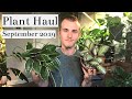 Houseplant Haul | September 2019