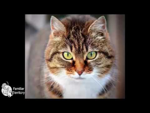 Finding Your Familiar Finding Your Familiar