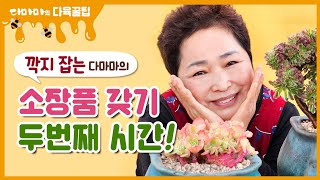 다마마 소장품 갖기! 에스메랄다, 니카철화[2024.12.16]