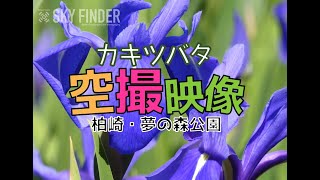 柏崎・夢の森公園 カキツバタ空撮映像