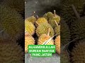 alhamdulillah durian kampung super banyak yang jatuh #durian