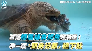 【直擊鱷龜捕食鯽魚超兇猛 手一揮「頭身分離」嗑下肚】｜@dailyturtle2208