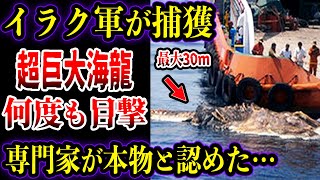 【ゆっくり解説】イラク軍が捕獲！？ペルシア湾に何度も現れるシーサーペントを専門家が本物と認めた！？30m級超巨大生物の目撃証言と正体がヤバい【UMA・未確認生物】