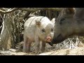 【衝撃映像】ウリ坊が大人イノシシに投げられてすげー飛んだ　wild boar fly