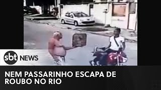 #shorts Ladrão não perdoa nem passarinho no Rio de Janeiro