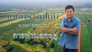 อ.ทอง ธรรมดา เกษตรยุคใหม่ 22-24พ ย 2562 การทำนอกฤดู EP.11