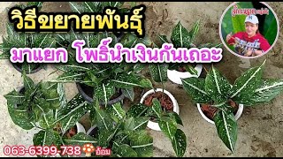 ขยายพันธุ์ มาแยกต้นโพธิ์นำเงินไม้ตระกูลอโกลนีมากันค่ะ