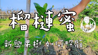 台灣也能種植熱帶果樹? | 榴槤蜜栽培種植介紹 聽說產量極高 | 後面是草莓介紹 | 枝條脆弱冬天要注意！切記根部水分管理 | 紅龍兄有賣酪梨