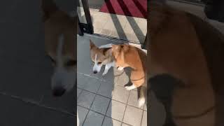 【犬動画】病院だと知る瞬間がわかりやすすぎるコーギー犬