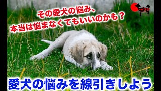 【その愛犬の悩みもしかして悩まなくてもいいのかも？】愛犬の悩みを線引きしよう！　PSDドッグサポートセンター　いぬプロ　犬プロ　イヌプロ　犬のしつけ　教育　犬の悩み　問題行動　悩み相談