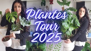 🌿 Plantes Tours | Découvre ma collection de plantes ! 🌿