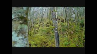 麦草峠 苔の森（Snap Gで撮影）