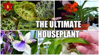 Demystifying Orchids for Houseplant Lovers - (Almost) Everything you know about Orchids is wrong!