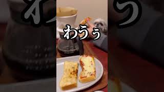 パンほしい犬vs朝食おっさん #shorts