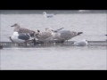 1w caspian gull on port meadow