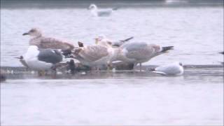 1w Caspian Gull on Port Meadow