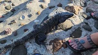 Spiny Tailed Iguana