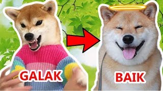 Pet Training Behaviour | SHIBA INU GALAK JADI BAIK | GusTalk Episode 4