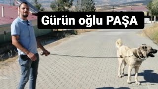 Gürün oğlu PAŞA #MEGA #KANGAL