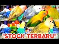 STOCK LOVEBIRD WARNA TERBARU HARI INI MELIMPAH▪SEGERA CEK OUT