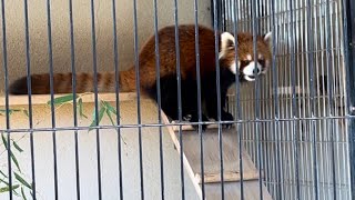 24/10/11 鯖江市西山動物園 レッサーパンダ \