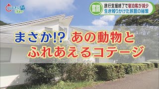 宿泊客増やす秘密兵器は「カピバラ」　１億円かけてテニスコート改修し…　静岡・東伊豆町　/伊地アナが行くニュースの現場