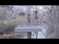 Conservancy TV: Climbers Run Bird Camera