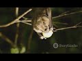 exploring the unique fauna of tonga’s islands animal2024 wildlife