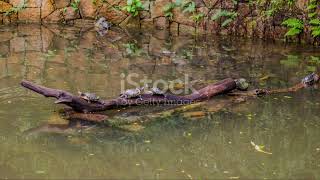 Exploring the Unique Fauna of Tonga’s Islands #animal2024 #wildlife