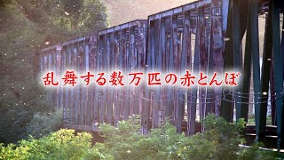 乱舞する数万匹の赤とんぼ（富山県立山町岩峅寺）※大きいモニターでの視聴をオススメします