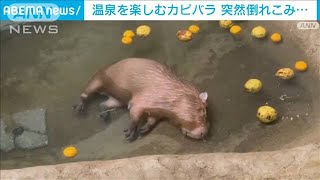 気持ち良すぎて…温泉でカピバラ“寝落ち”　飼育員もビックリ　貴重映像(2023年1月23日)