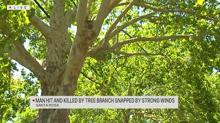 Man killed by falling tree branch in Santa Rosa