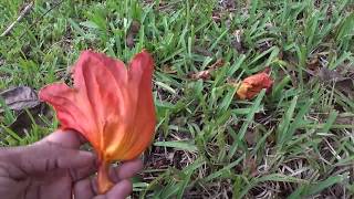 Spathodea campanulata (African Tulip Tree )